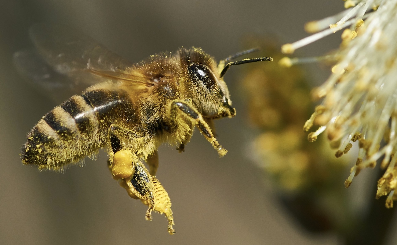 Bee Pollen benefits article